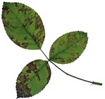 Falscher Mehltau an Rose