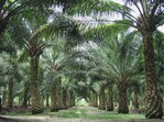 Die Hoffnung auf Wohlstand ist der Grund für die bedingungslose Abholzung der Regenwälder und der Ausweitung der Palmölplantagen (Bild: Ölpalmplantage in Malaysia)