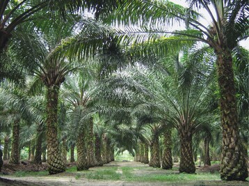 Die Hoffnung auf Wohlstand ist der Grund fr die bedingungslose Abholzung der Regenwlder und der Ausweitung der Palmlplantagen (Bild: lpalmplantage in Malaysia)