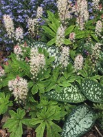 2 Ende April hatte sich Tiarella ‘Spring Symphony‘ wieder gut erholt und blühte reich