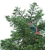 Die Zapfenpflücker in Georgien klettern bis zu 30 Meter in die Baumwipfel hinauf, um die Saat der Nordmanntanne zu ernten