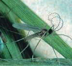 1 Männchen der Räuberischen Gallmücke Aphidoletes aphidimyza