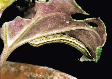 Eulenraupe an Cyclamen