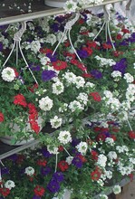 Die bunten Ampeln bringen Erfolg bei der Versteigerung