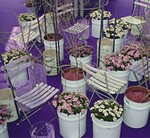 Viele Sortenschauteilnehmer stellen nicht einfach aus, sondern inszenieren: Mit einer großen floristischen Schau machte Selecta Klemm, Stuttgart, auf gefüllt blühende Osteospermum aufmerksam