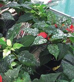 Echter Mehltau an Euphorbia pulcherrima