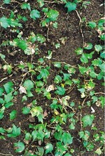 1 Schädigung durch Xanthomonas bei Efeu als Bodendecker auf einem Grab