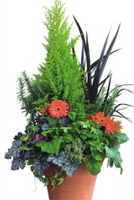 „Thriller-filler-spiller“ lautet die griffige Formel zum Bepflanzen von Kübeln