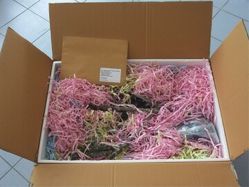 Eine fr den Export in die EU fertig verpackte Sendung mit Plumeria