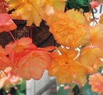1 Begonia ‘Illumination Golden Picotee’ (Benary)