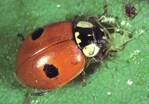1 Zweipunktmarienkäfer Adalia bipunctata