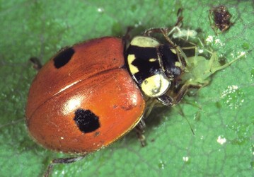 1 Zweipunktmarienkfer Adalia bipunctata 