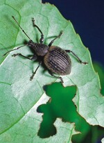 Der Dickmaulrüssler hinterlässt bogenförmige Fraßspuren