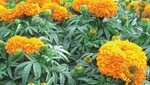 Tagetes ‘Moonsong Deep Orange’: Die Preisrichter honorierten vor allem die kräftig dunkelorange Blumenfarbe