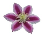Clematis ‘Angela’ von J. van Zoest aus Boskoop wurde als „Beste Neuheit“ der Plantarium 2010 und zugleich mit einer Goldmedaille ausgezeichnet