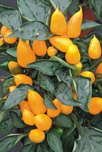 1 Capsicum annuum ‘Mambo Deep Yellow’ (Takii)