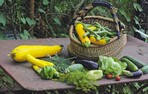 1 Zucchini, Bohnen und Salat: Besonders im Sommer lässt sich im Garten reiche Beute für den Kochtopf machen