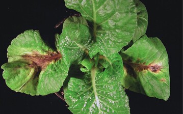 Botrytis an Primula