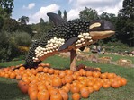 Schwertwal (Orca) aus Kürbissen