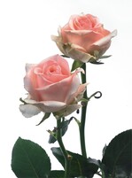 Ein Frischemanagement im Verkauf verlängert das Leben von Rosen erheblich