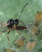 Schlupfwespe beim Parasitieren einer Baumwollblattlaus.