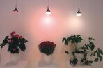 Philips zeigte LED-Lösungen für verschiedene Pflanzen. Die LEDs befinden sich in birnenähnlichen Lampen mit Schraubfassungen
