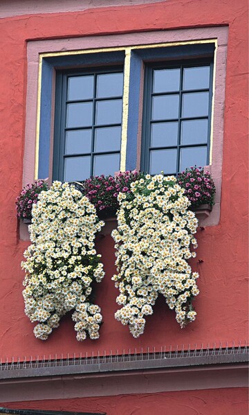 In Deutschland fast nur in Lahr bekannt sind Kaskadenchrysanthemen. Mit ihnen lassen sich Innenstdte auch im Herbst bunt gestalten