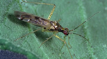 Raubwanze Dicyphus errans frisst an Weier Fliege auf Tomate