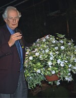 Peter Seabrook, bekannter britischer Gartenkolumnenautor und Fernsehmoderator, lobte ‘Sun Patiens Spreading White‘