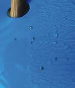 Thripsüberwachung: Als Schadschwelle gelten zehn Tiere pro Blautafel