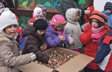 Eifrig helfen die Kinder der Kita Herz-Jesu beim Zwiebelpflanzen