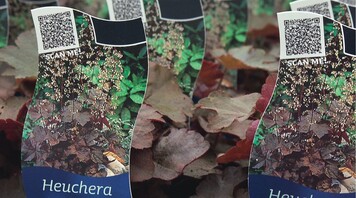 Mit dem QR-Code auf den Bildetiketten wird die jeweilige Website zur Pflanze aufgerufen (gesehen bei Griffioen)
