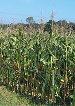 Mais ist eine gefragte Energiepflanze. Allerdings stören die hohen Pflanzen mancherorts das Landschaftsbild