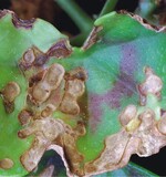 Schäden durch Xanthomonas: Korkflecken und keilförmige Nekrosen auf den Blättern