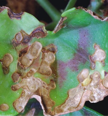 Schden durch Xanthomonas: Korkflecken und keilfrmige Nekrosen auf den Blttern