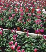 2 Midi-Cyclamen Anfang Oktober