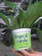 Chirita im bedruckten Topf