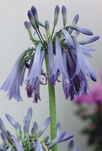 Agapanthus inapertus ‘Sky‘