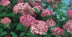 Hydrangea arborescens ‘Invincibelle‘