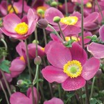 Anemone hupehenis ‘Pretty Lady Diana‘