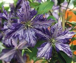 Clematis ‘Tie Dye‘