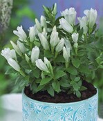 Gentiana ‘White Magic‘