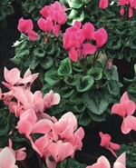 Cyclamen persicum