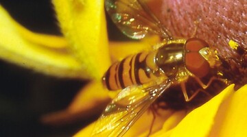 Schwebfliege Episyrphus balteatus Doppelbndchen