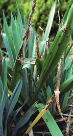 Typische Blattflecken bei Befall mit Coniothyrium