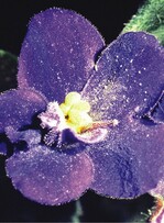 Thripsschaden an Saintpaulien