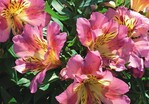 1 Alstroemeria x hybrida ‘Inticancha Sunday’ sind lange haltbar