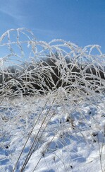 Die schöne Seite des Winters: Raureif an Gräsern
