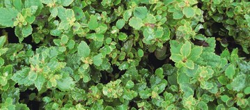 Typische Nekrosen bei Befall an Spiraea