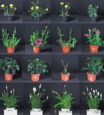 Wirkung einer 1-MCP-Behandlung auf die Haltbarkeit nach 7-tägiger Lagerung im Dunkeln bei 20 °C ohne und mit Ethylenbegasung (von links: Kontrolle, 1-MCP, 90 vpm Ethylen, 90 vpm Ethylen + 1-MCP)